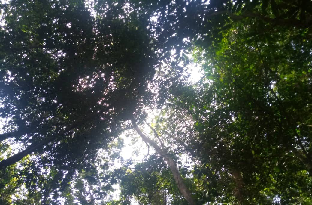 Tree Planting Challenge